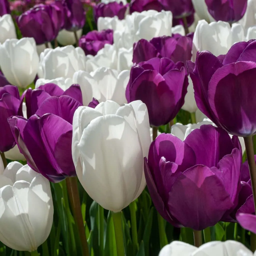 Mood Indigo Tulip from Colorblends