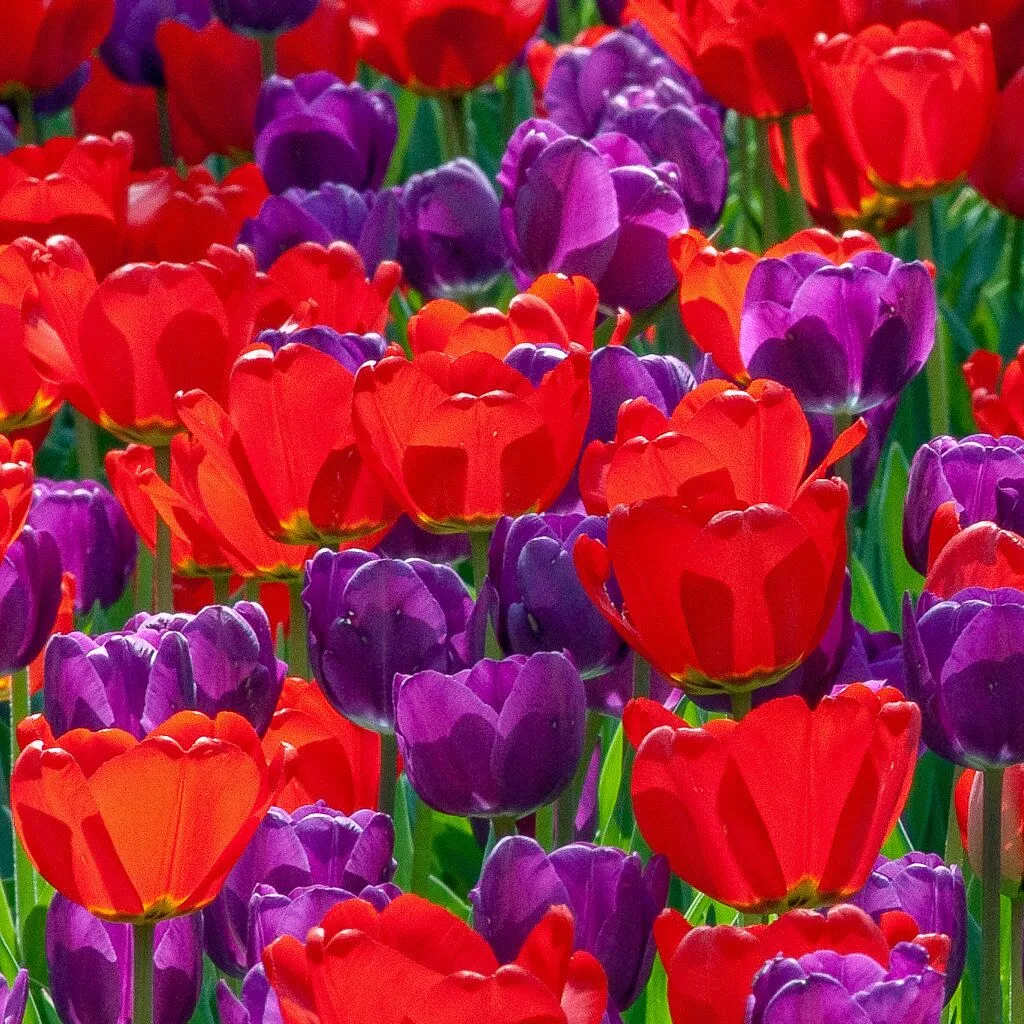 The Crusaders Tulip from Colorblends