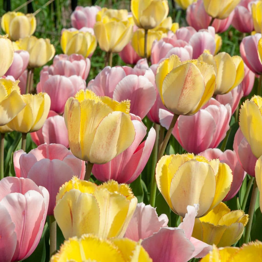 Mira Mira Tulip from Colorblends