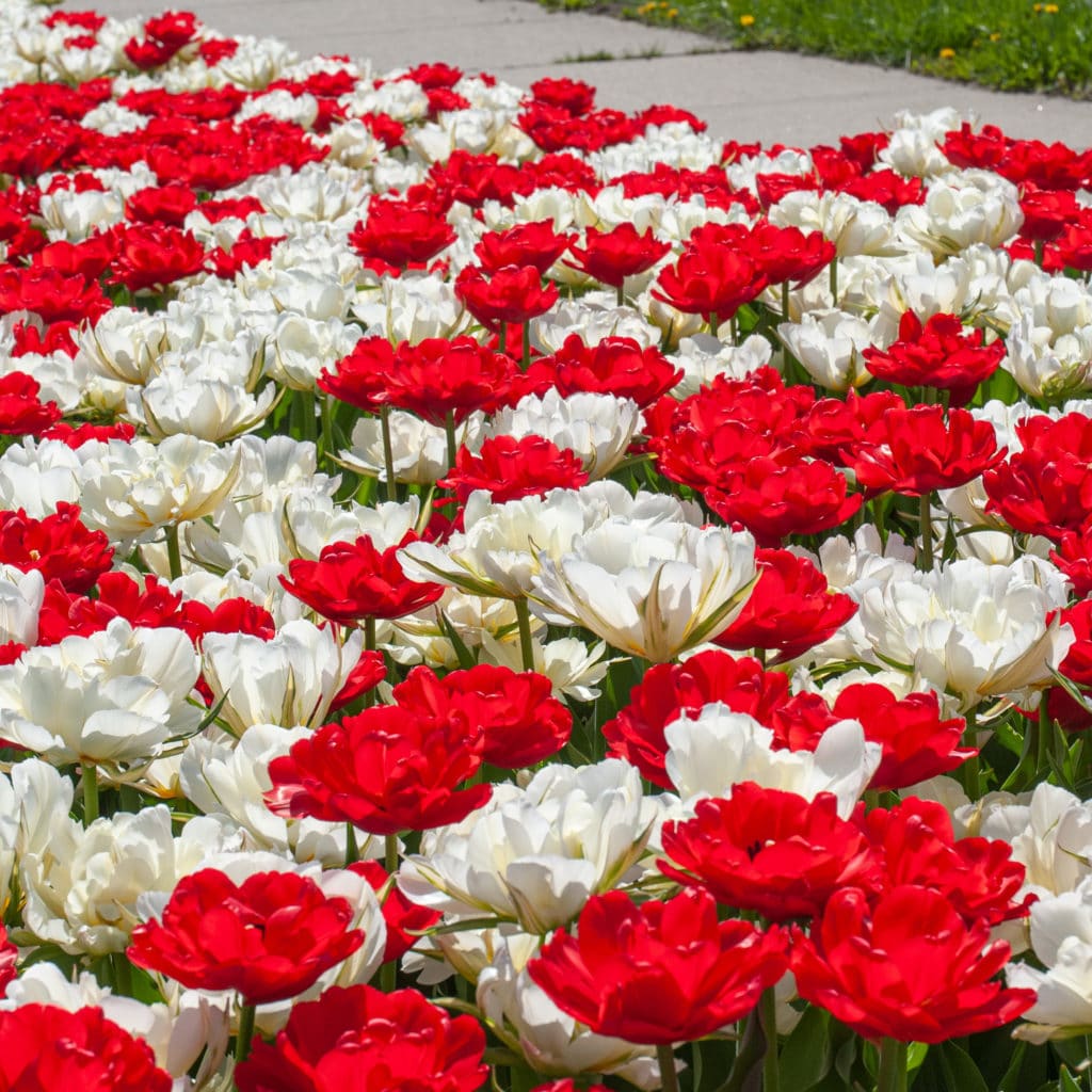 Vital Signs Tulip from Colorblends
