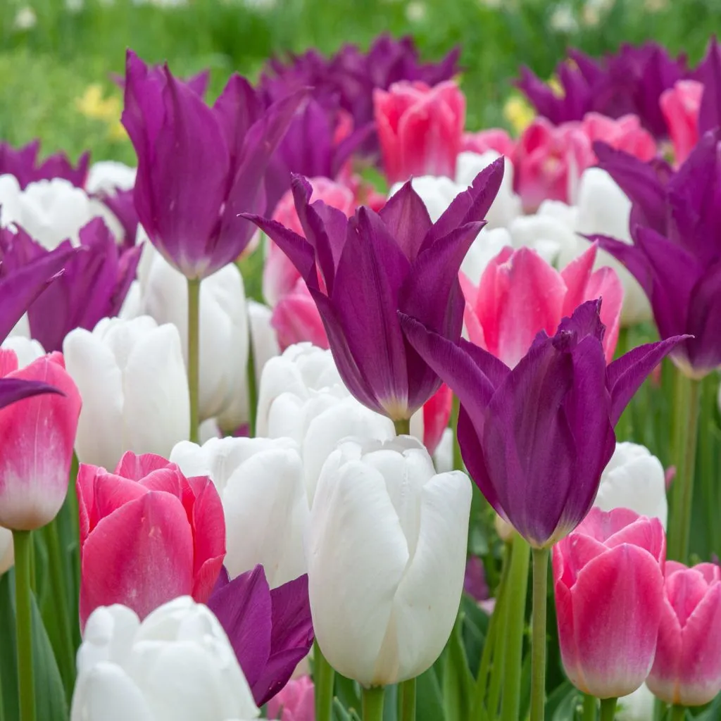 Trident Tulip Blend from Colorblends
