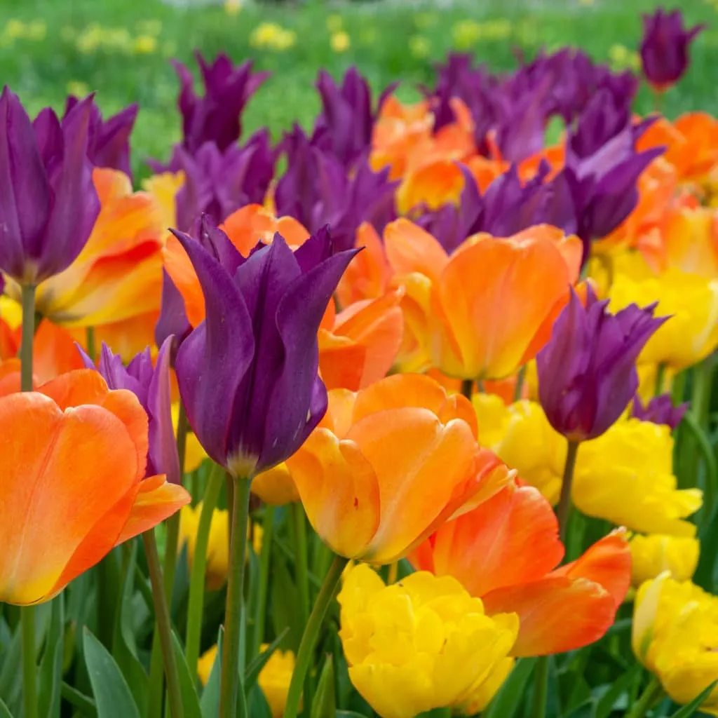 Vitamin See Tulip from Colorblends