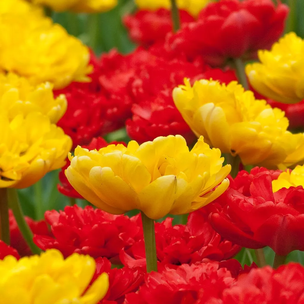 Binary Fusion Tulip from Colorblends