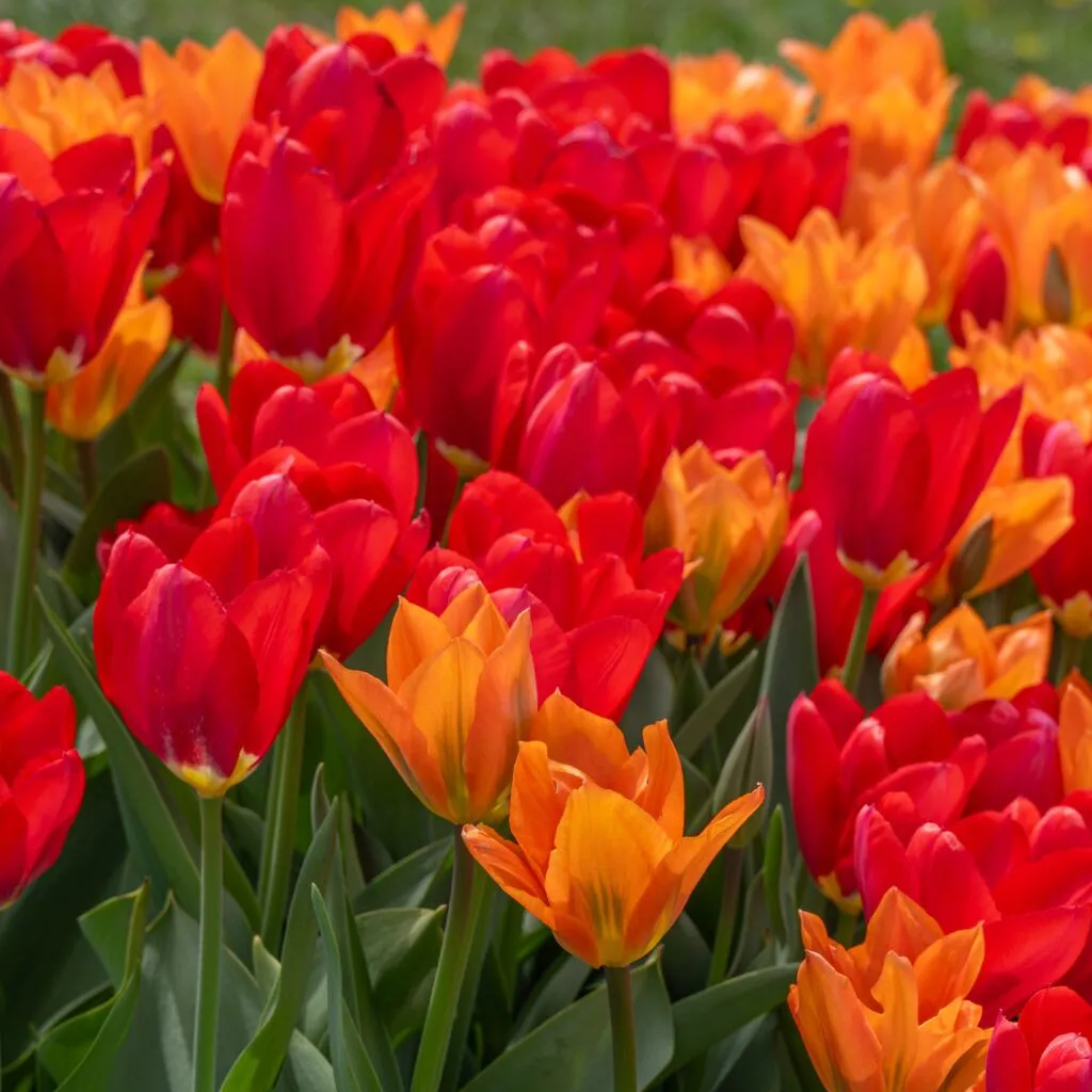 Apples to Oranges Tulip Blend cropped in a square