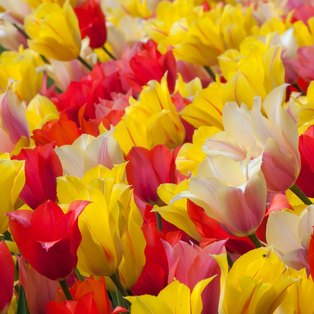 Sultans of Spring Tulip from Colorblends