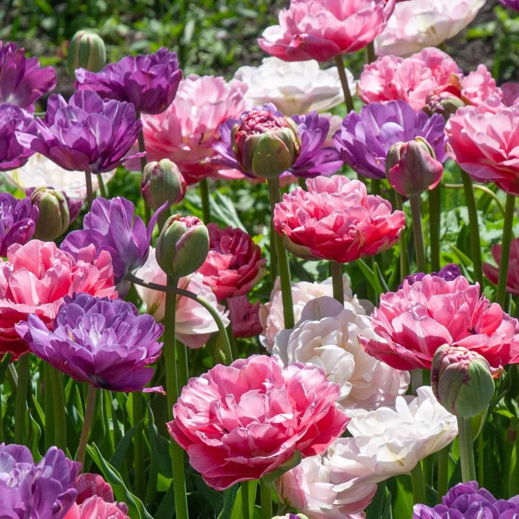 Metamorphic Tulip from Colorblends