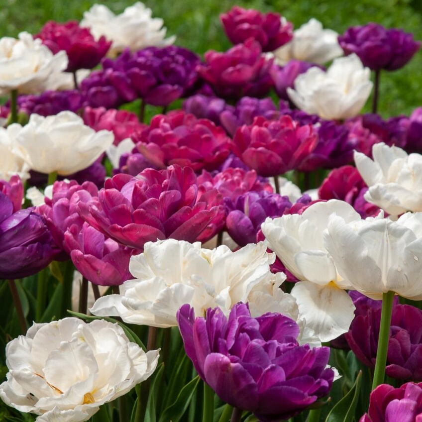Diamond Touch Tulip from Colorblends