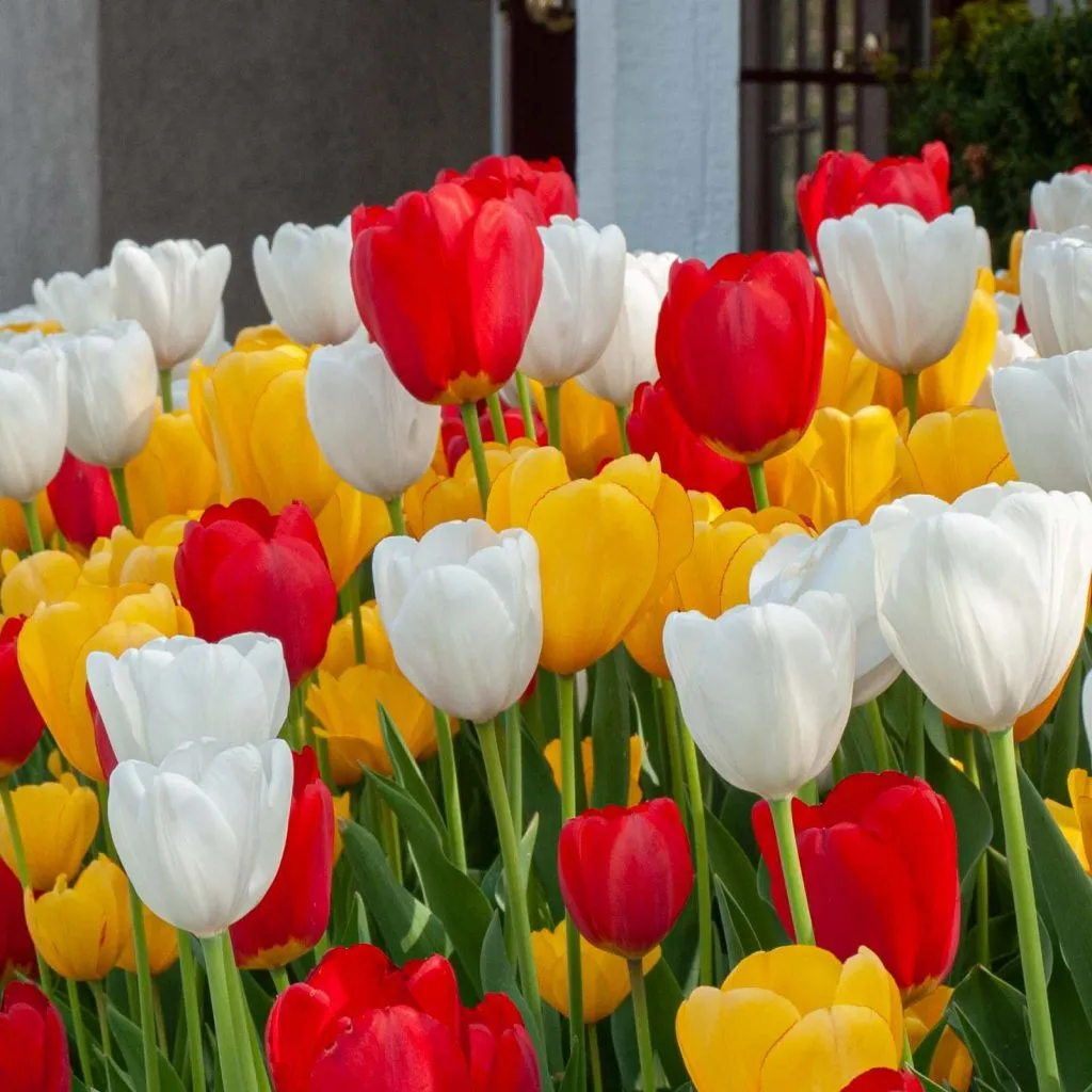 Polka Dots Tulip from Colorblends