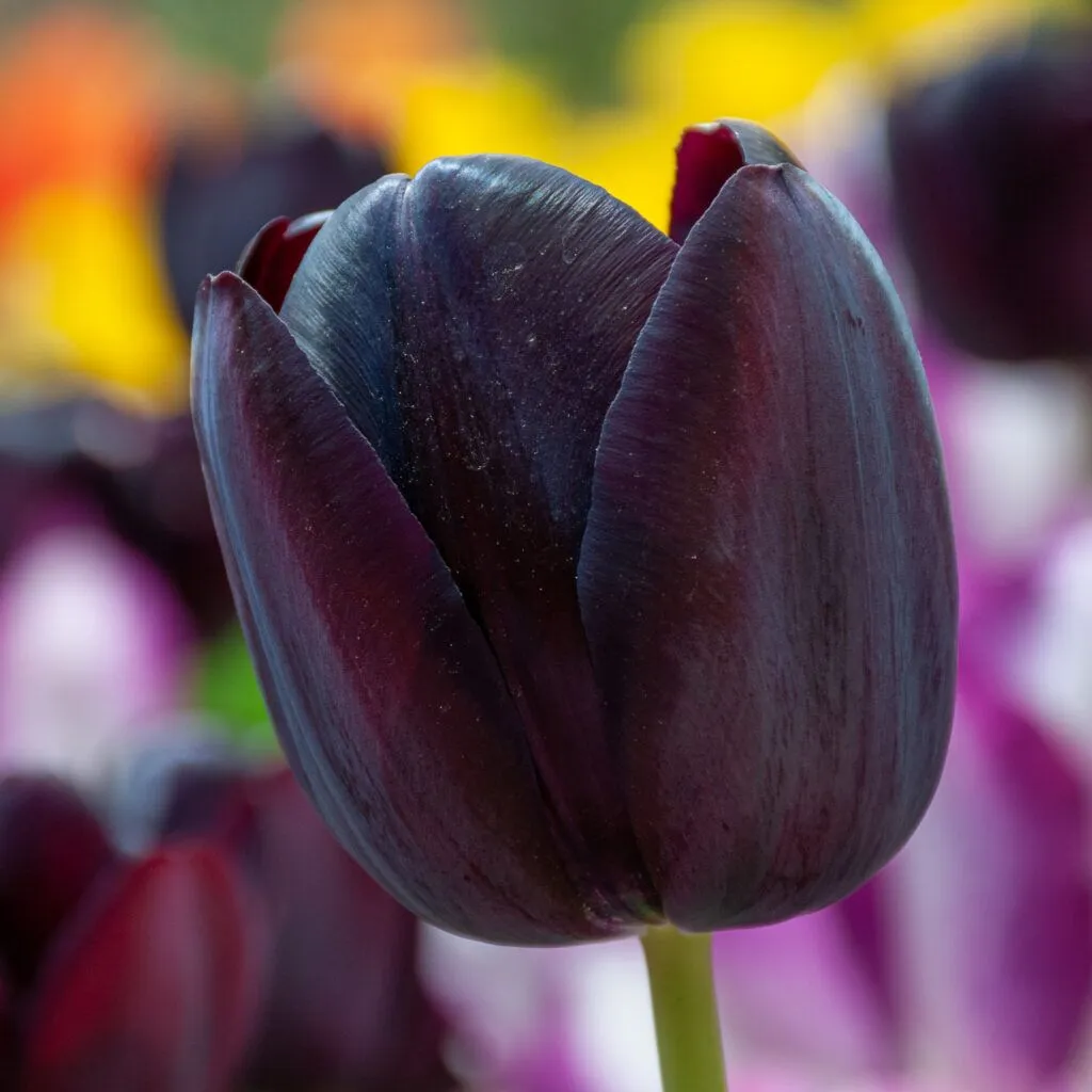 Queen of Night Tulips from Colorblends