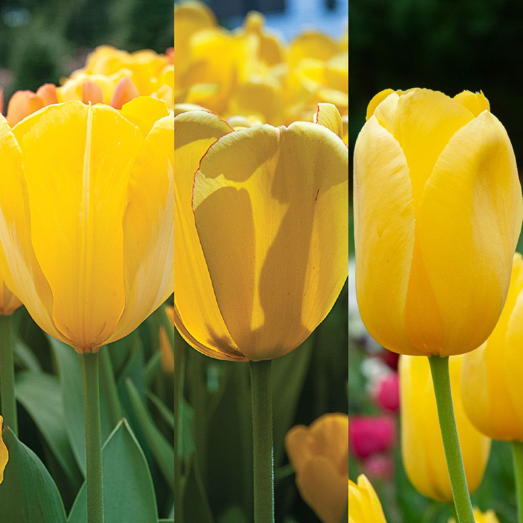 Yellow Cubed Tulip from Colorblends