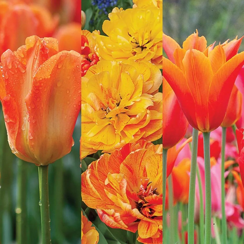 Threedom Tulip from Colorblends