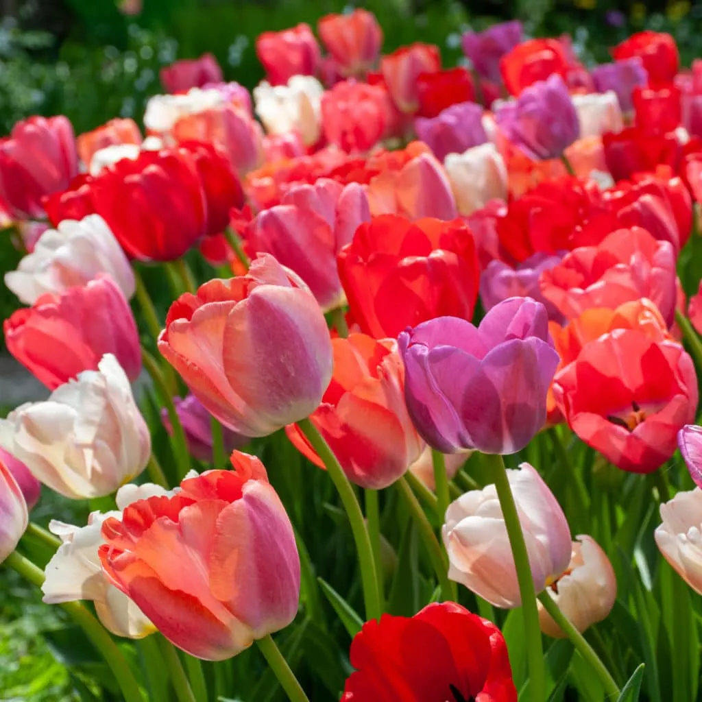 Wellspring Tulip from Colorblends