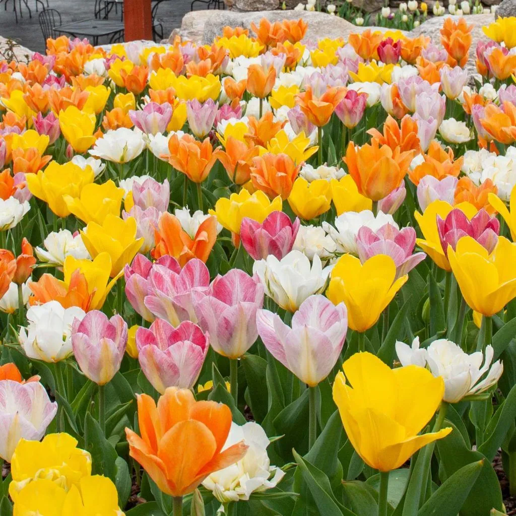 Prosecco Tulip from Colorblends