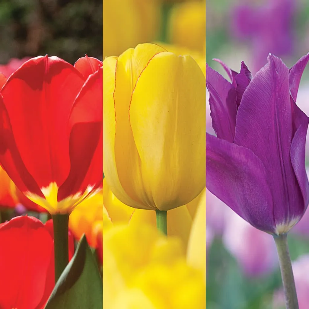 Trifecta Tulip from Colorblends