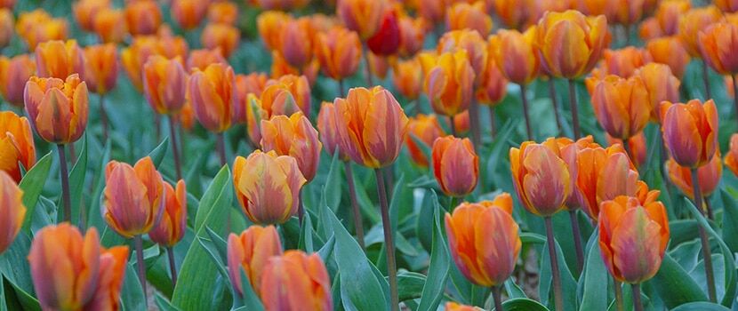 Prinses Irene Tulips from Colorblends