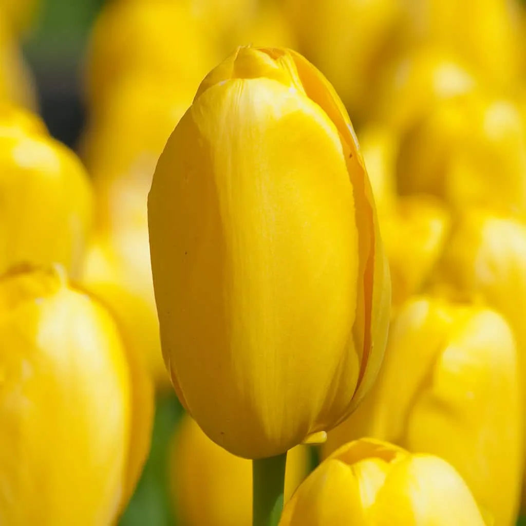 Roi du Midi Tulips from Colorblends
