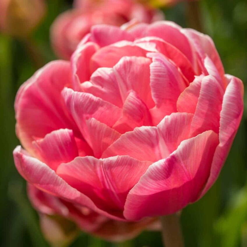 Aveyron Tulips from Colorblends