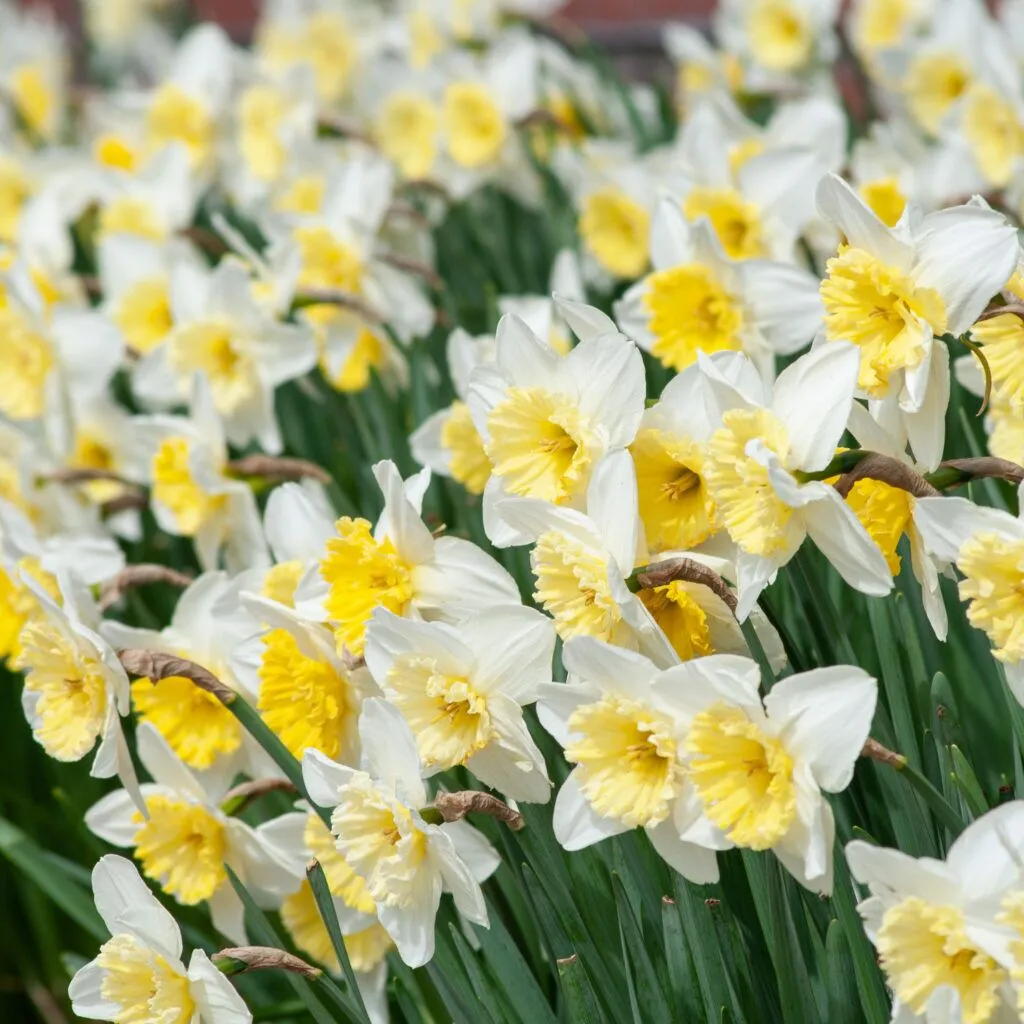 Ice Follies LS Daffodils by Colorblends