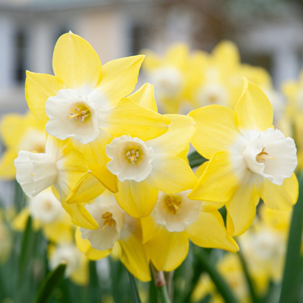 Pipit Daffodils from Colorblends