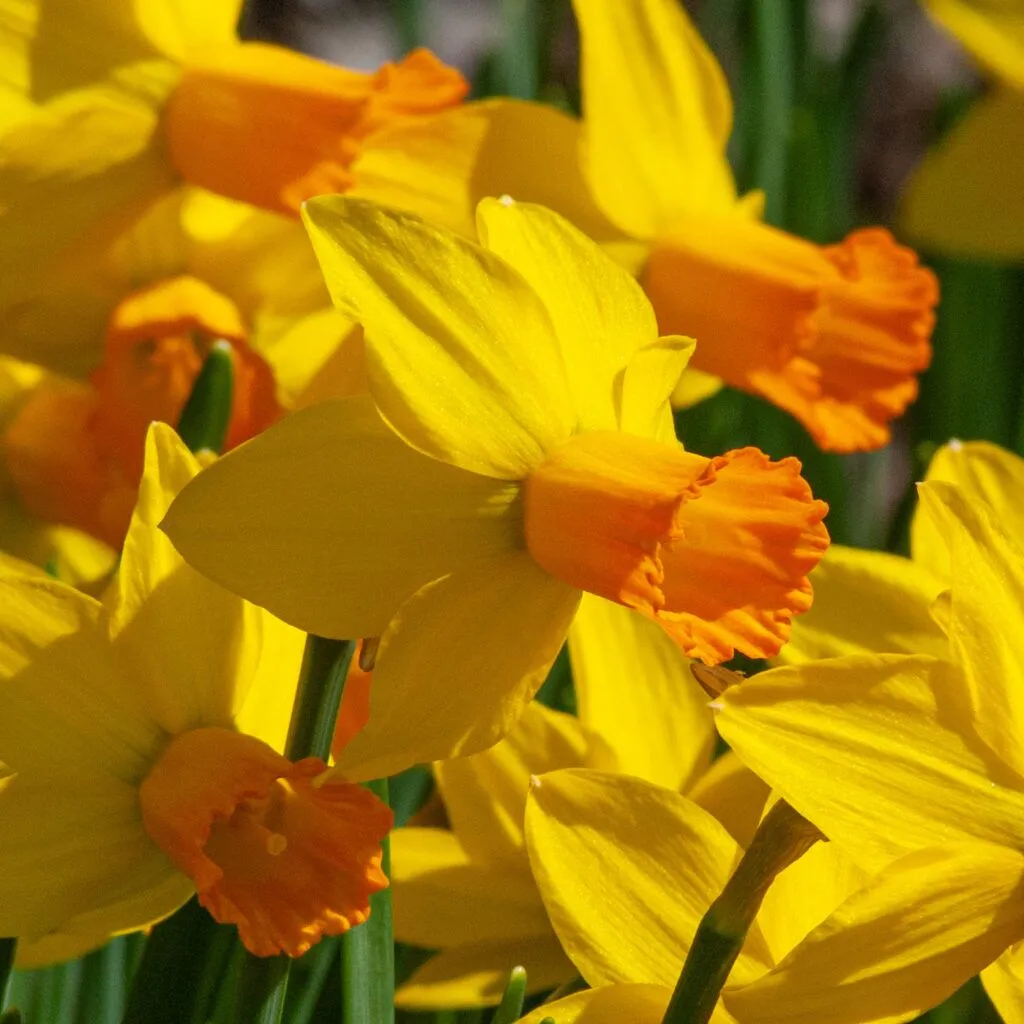 Daffodil Jetfire from Colorblends