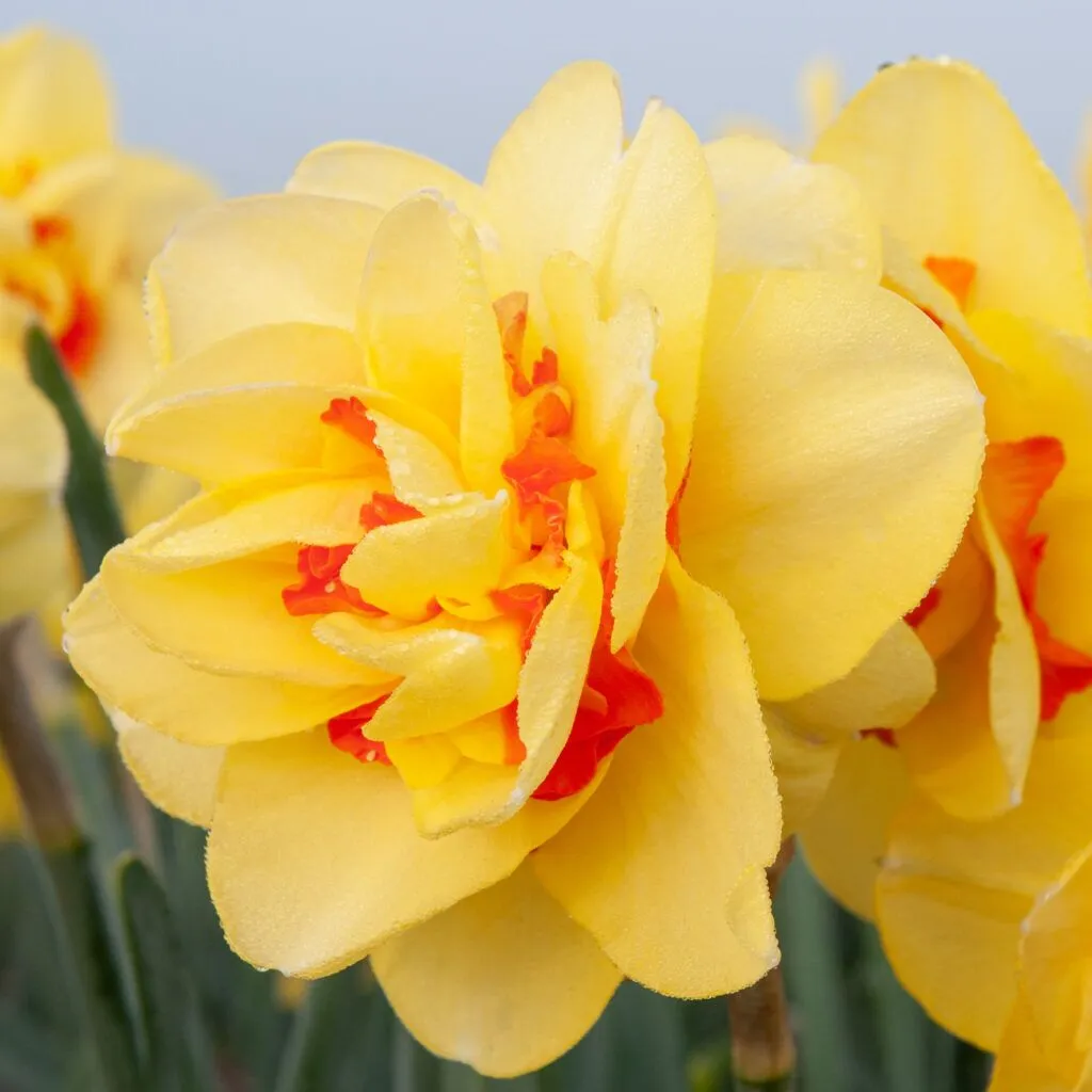 Tahiti Daffodils from Colorblends