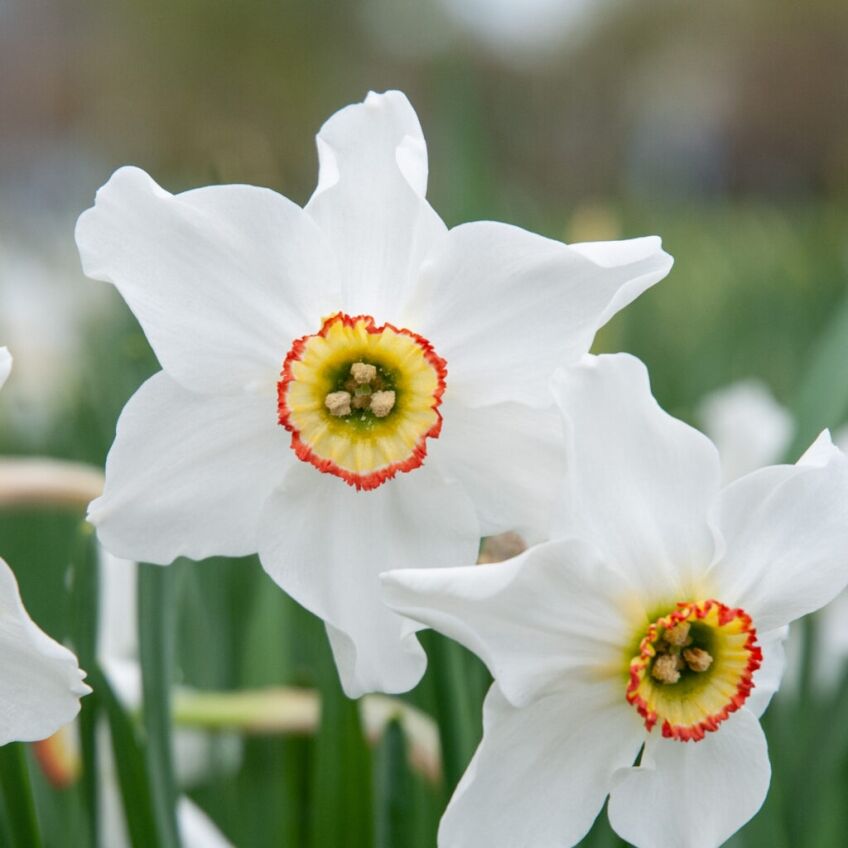Poeticus Recurvus Daffodils from Colorblends