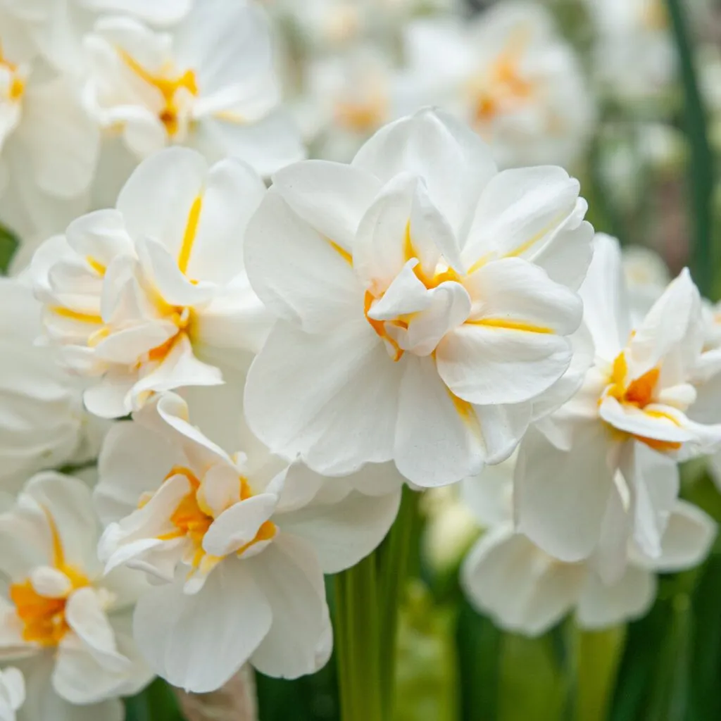 Sir Winston Churchill Daffodils from Colorblends