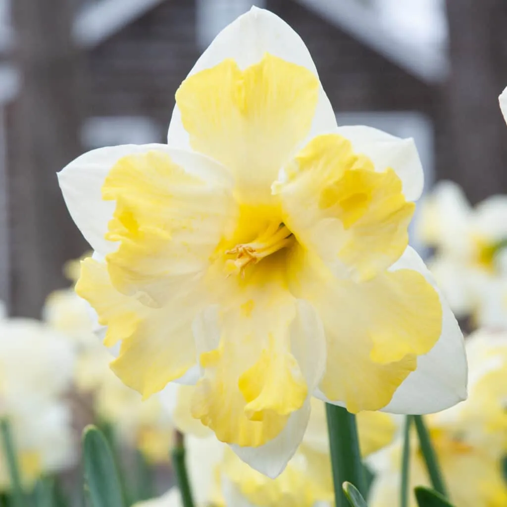 Cassata Daffodils from Colorblends