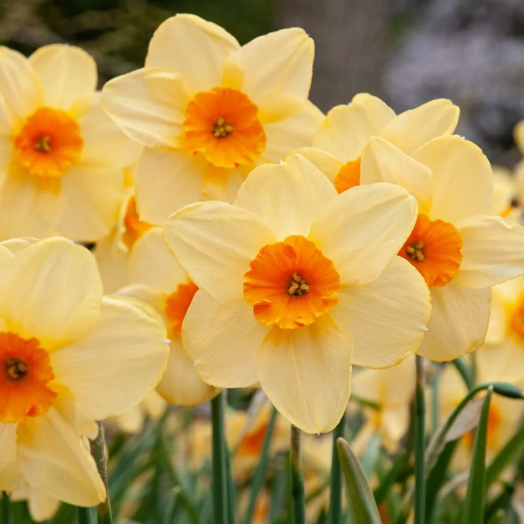 Kedron Daffodils from Colorblends