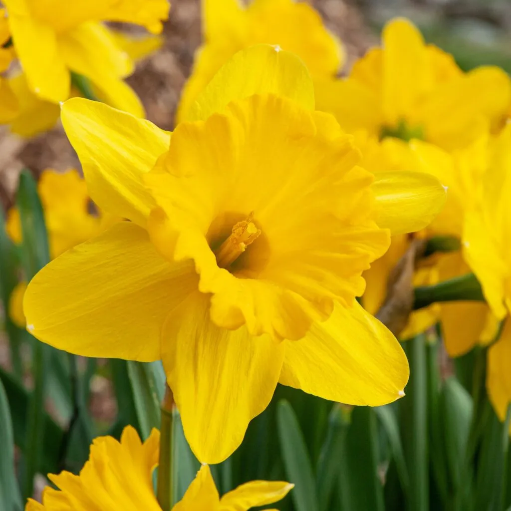Gigantic Star Daffodils from Colorblends