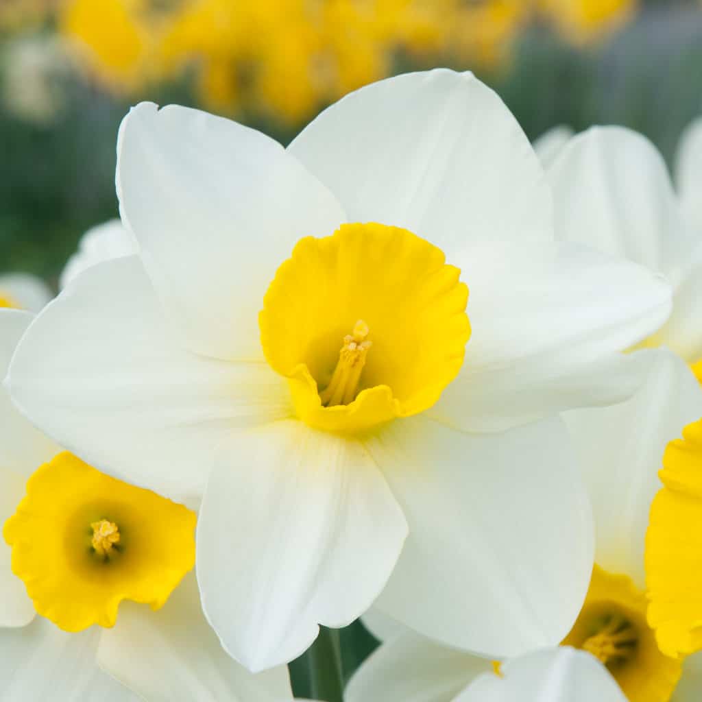 Merels Favourite Daffodils from Colorblends