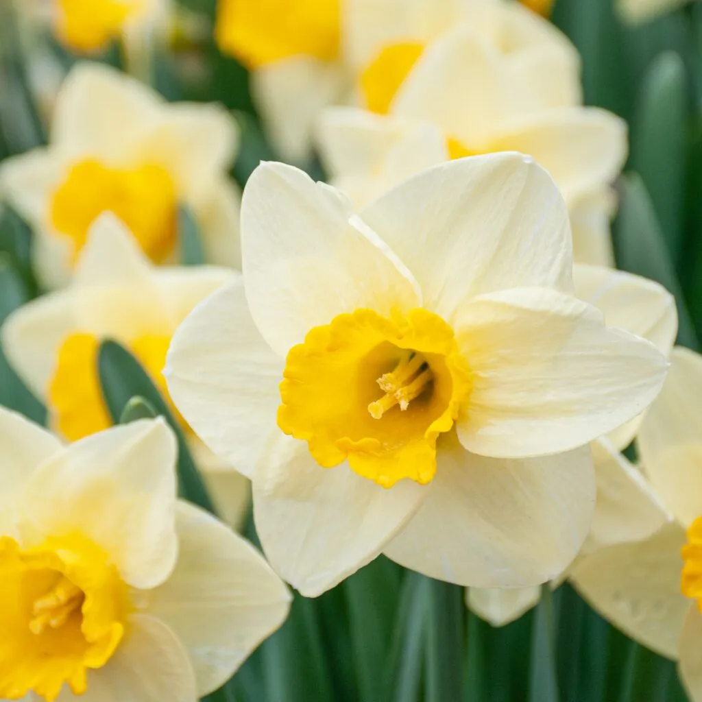 Daffodil Golden Salome from Colorblends