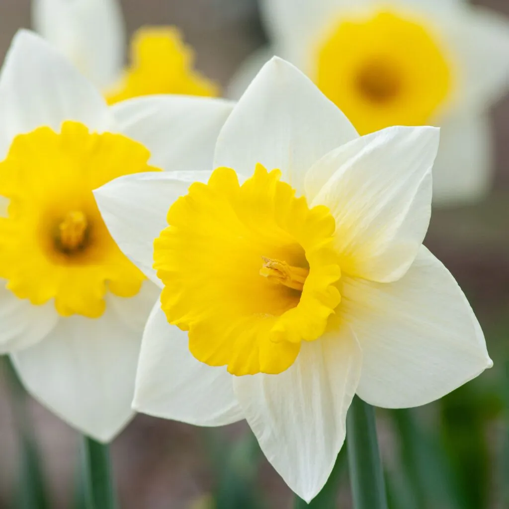 Cornish King Daffodils from Colorblends