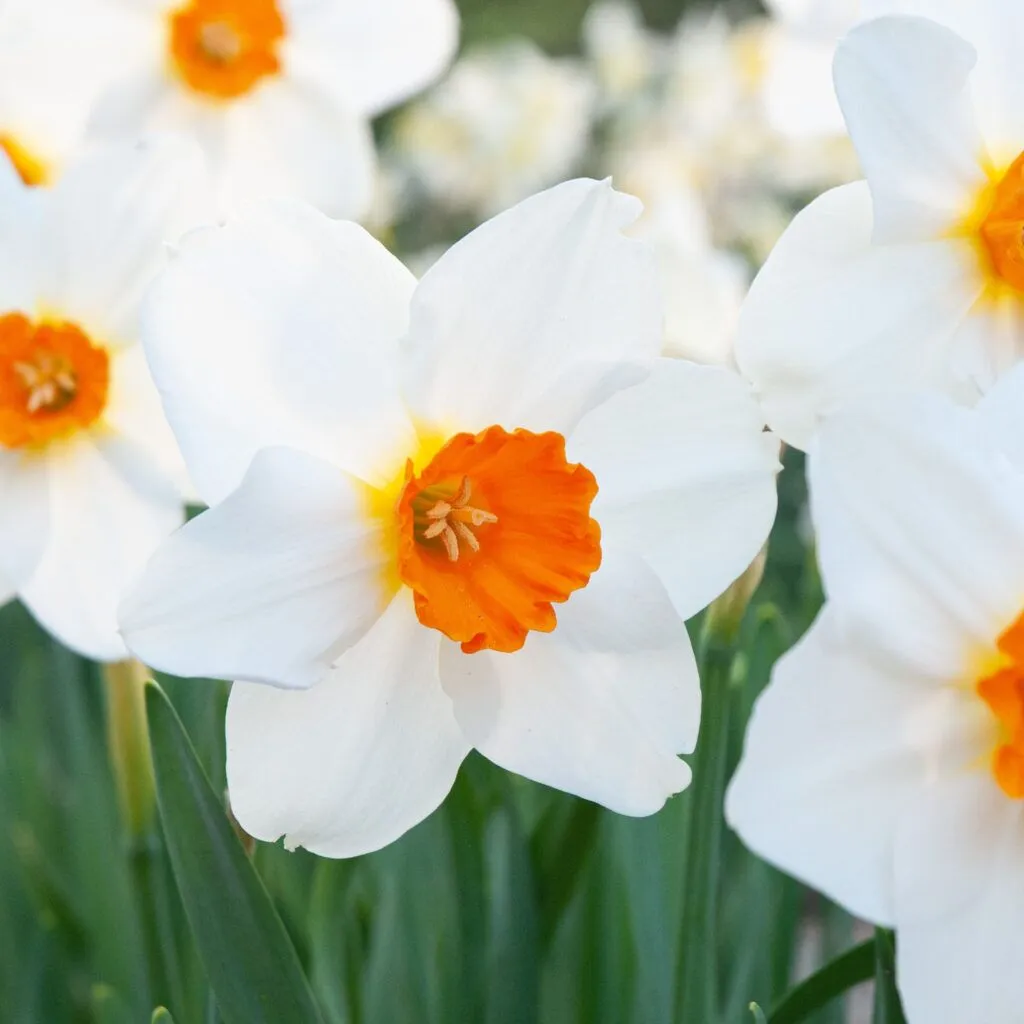 Daffodil Joyce Spirit from Colorblends