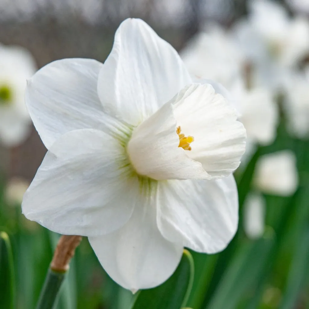 Snowboard Daffodils from Colorblends