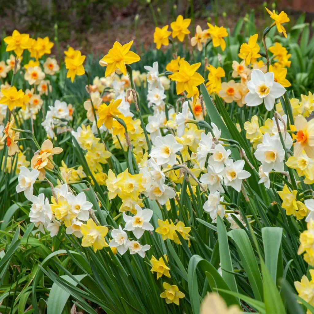 Evan Scent Daffodil from Colorblends