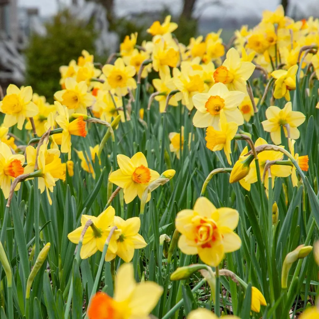 Golden Earring Daffodil from Colorblends