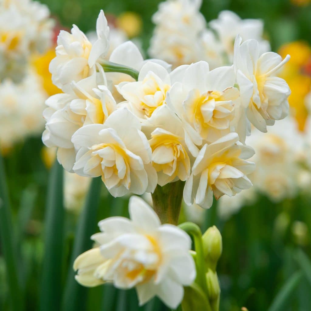 Erlicheer LS Daffodils by Colorblends