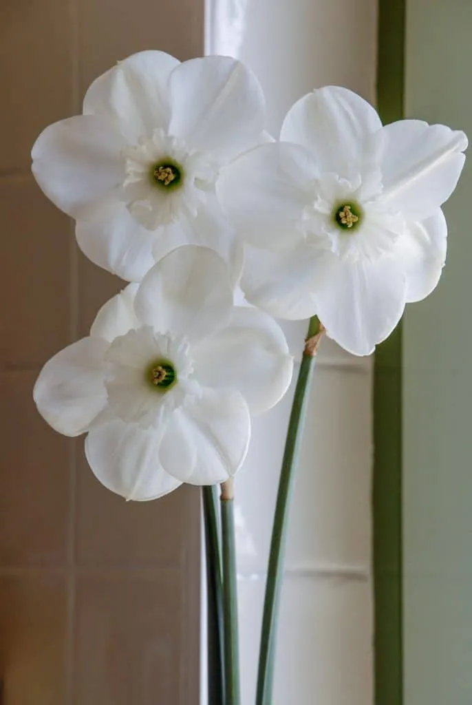 Cutlass Daffodils by Colorblends