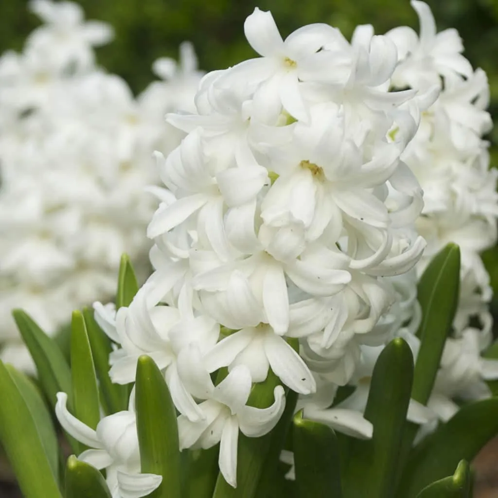 Hyacinth Carnegie from Colorblends