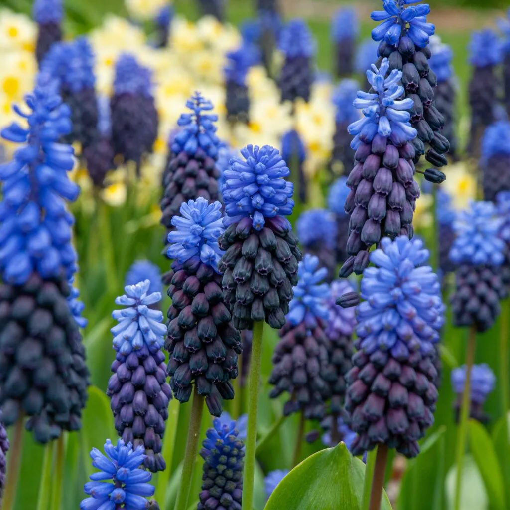 Muscari Latifolium from Colorblends