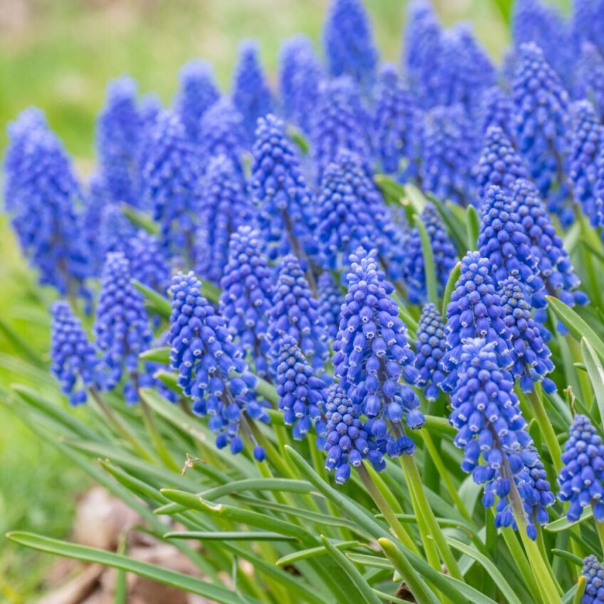 Grape Hyacinths from Colorblends