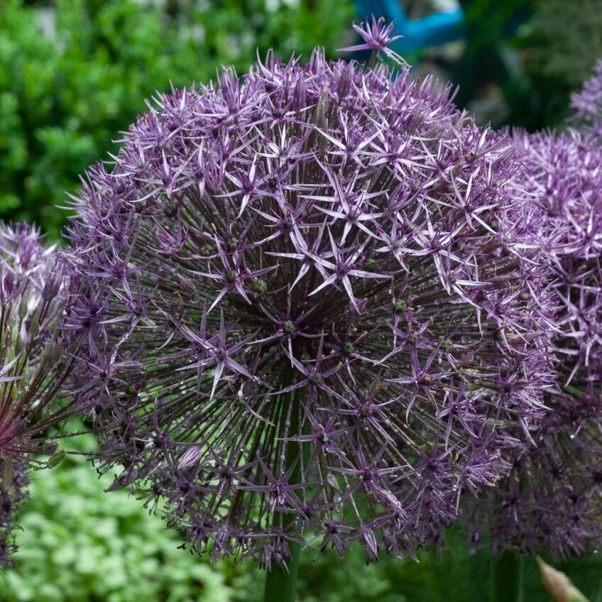 Allium Universe from Colorblends