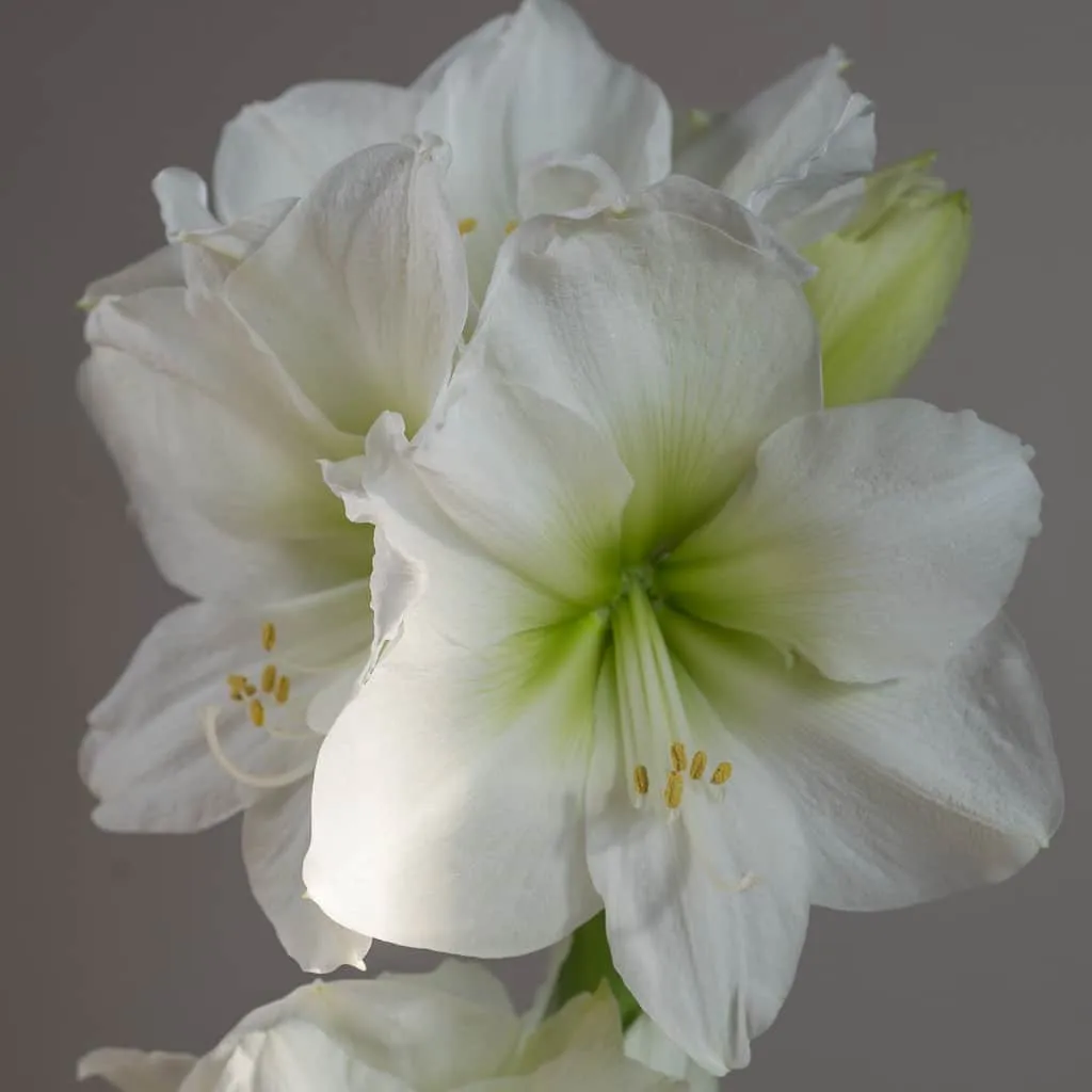 Antarctica Amaryllis Bulbs Colorblends