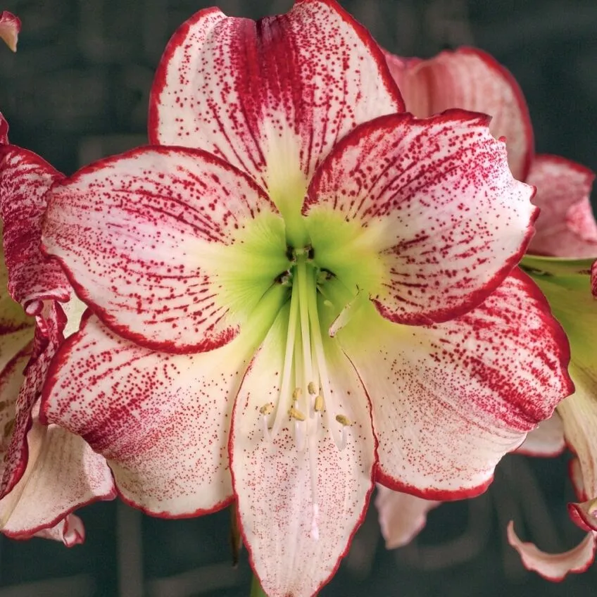 Flamenco Queen Amaryllis from Colorblends