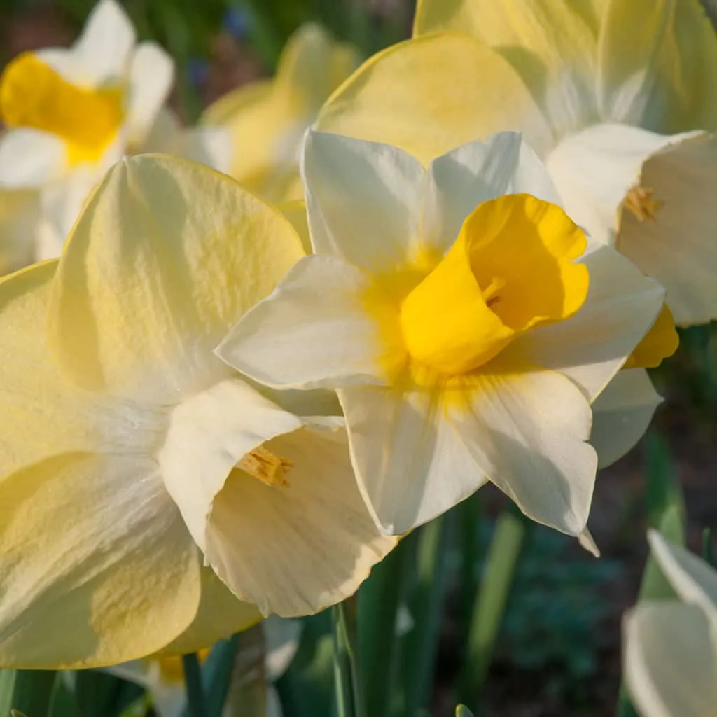 Funhouse Daffodil by Colorblends