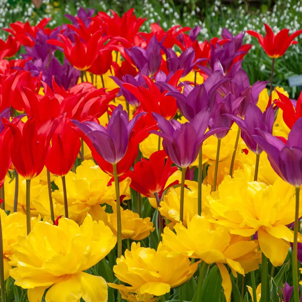 Wheels Up Tulips from Colorblends