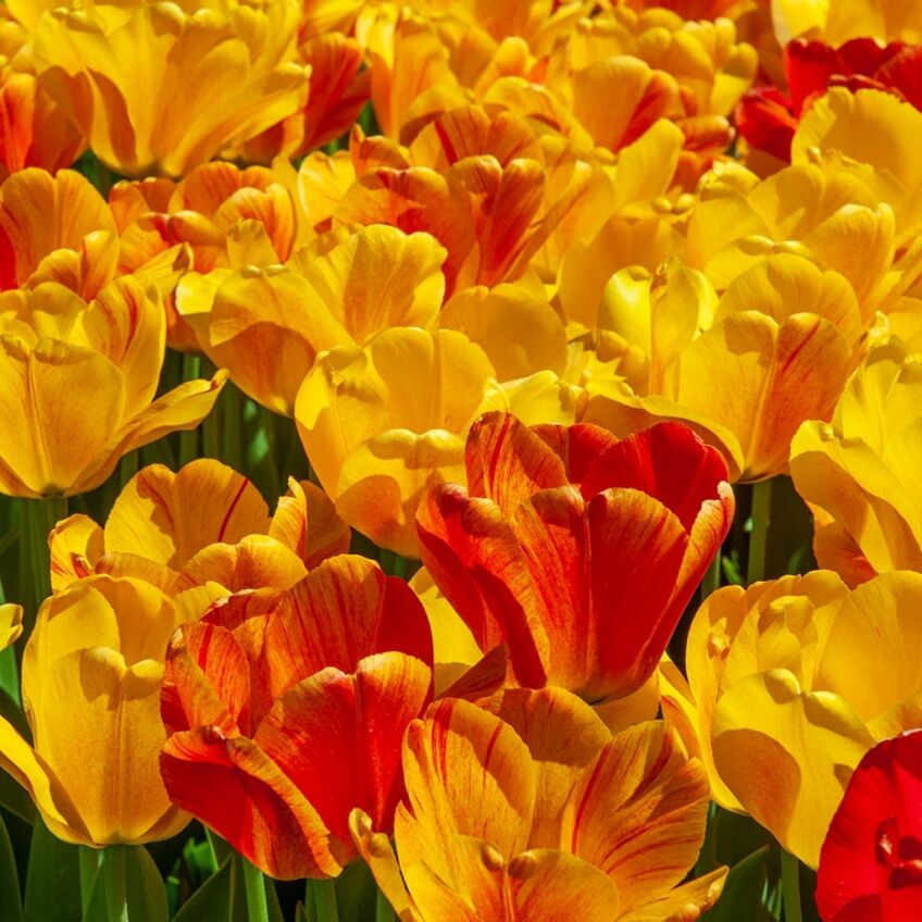 Apeldoorn Tulips from Colorblends