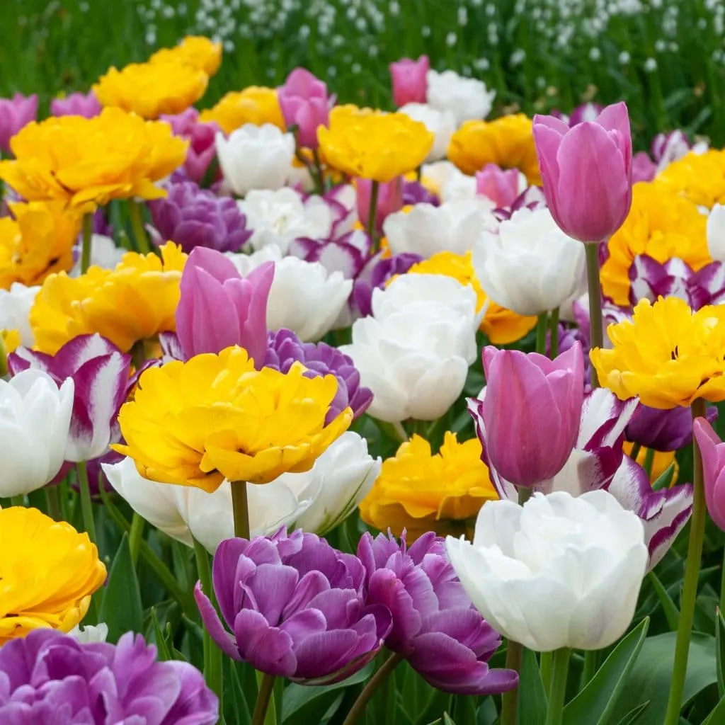 Bouquet Beaucoup Tulip from Colorblends
