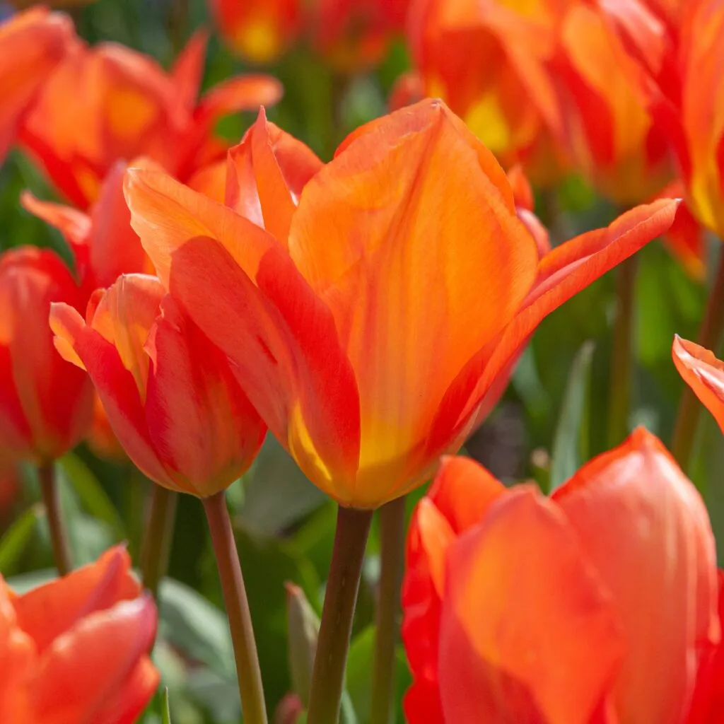 Orange Emperor Tulips from Colorblends